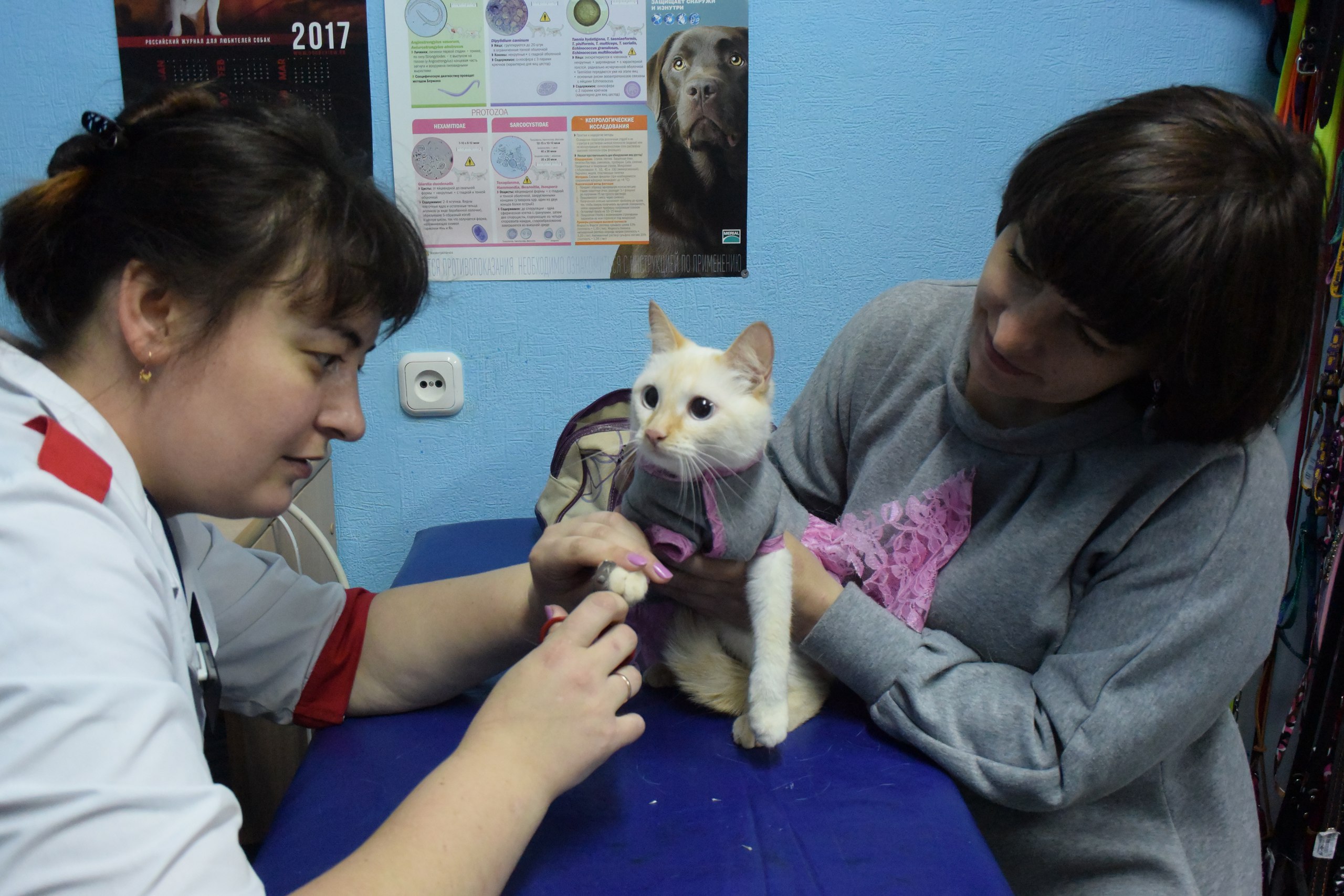 Интернет-ателье для домашних животных появилось в Костанайской области